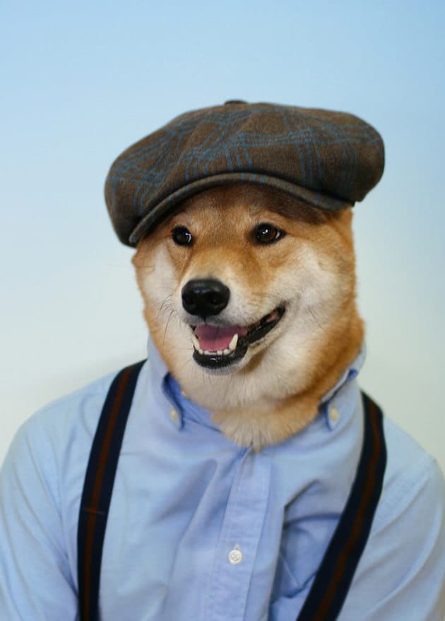 The Stylish Shiba - - FGIdeas.org