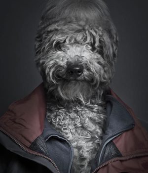 dogs dressed like their owners
