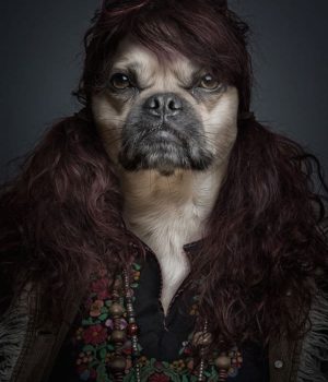 dogs dressed like their owners