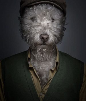 dogs dressed like their owners